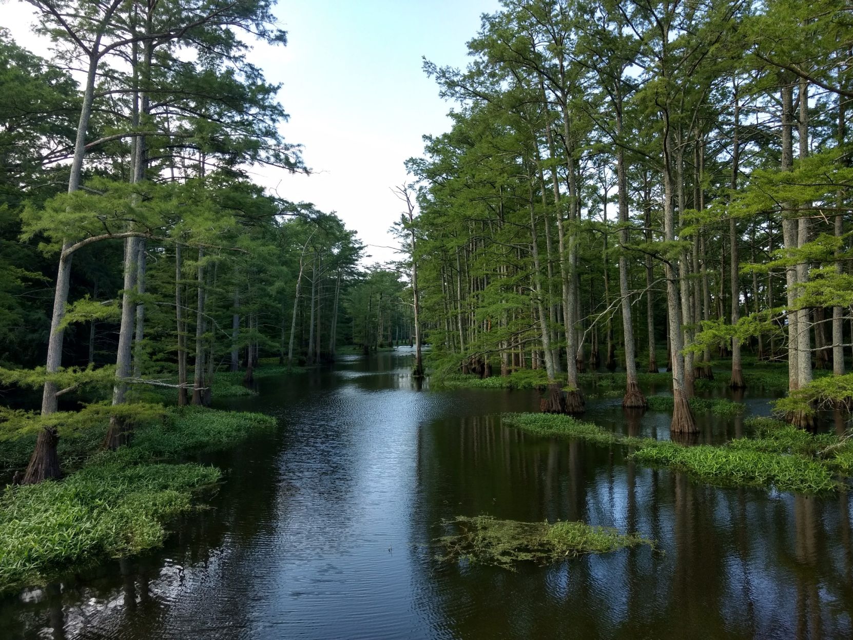 cypress